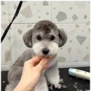 서면애견미용 맘바이 강아지 미용실 이미지