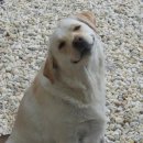 행복한강아지 이미지