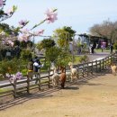 즐거운목장 | 5월 제주도 아이와 가볼만한곳 어른이도 즐거운 도치돌알파카목장 여행 후기