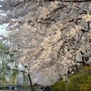 바람난 탕수육 | [양재천 데이트 코스, 탕수육 맛집] 궁가ㅣ양재동 인생 탕수육, 간짜장 맛집 솔직 후기
