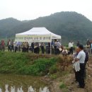 영월군, 왕우렁이 친환경 쌀 생산단지조성 이미지