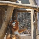 랜드하우스 | 🐼 에버랜드 판다하우스 대기시간 후기 (메인 하우스/ 세컨하우스 총정리 )