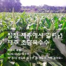 제주 토브 이미지