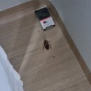 이**(단독주택) | (혐주의) 구축 단독주택 이사 후기 (7) 천장에 바퀴가 산다니