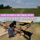법인포니랜드 | 울산 여행 북구 양떼목장 체험 후기 : 꼭 알아야 할 꿀팁 및 방문 주의사항 확인하고 가세요