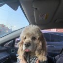 레인바우 안중점 이미지