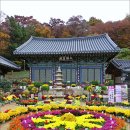 국화정원 이미지