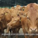 위대한정육점