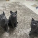 꽃길 걷는 고양이 이미지