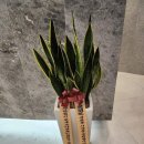 맘모스의원 이미지