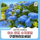 [전남 수국 예쁜 곳]낭만가득, 초여름 날의 여수 장도 수국꽃길 구경하러오세요! 이미지