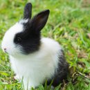 아우름 동물병원 이미지