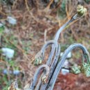 제주곶자왈별장 이미지