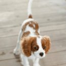 계양SKY동물메디컬센터 이미지