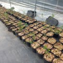 성목목장 이미지