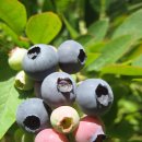 블루베리 이미지