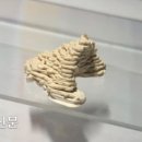 벽둥지
