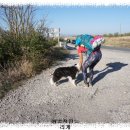 7 Day(28.1Km Los Arcos - Logrono) 이미지