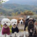 산 위에 호수 이미지