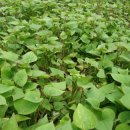 순만농장 이미지