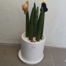 플랜테리어이플
