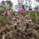 야생화민박 이미지