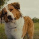 베일리 베일리 이미지