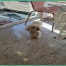 애견미용실 몽 네이버블로그