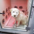 유폴 24시 애견셀프목욕 아산탕정점 이미지