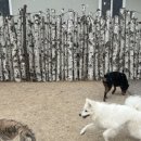 토르스테이 이미지