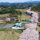 신성동 수천이들 근린공원 | [대전 동구] 대청호 벚꽃길 - 전 견종 가능 · 맹견 입마개 · 목줄 착용 · 배변봉투 지참