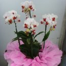 우림약품 이미지