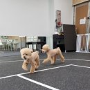 멍멍아 또 와 이미지