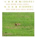 심안 이미지