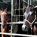 아라뱃길 승마클럽 이미지