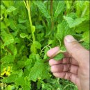 박하농장 이미지