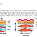 테이핑 원리 및 효과와 증상별 붙이는 방법 이미지