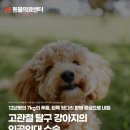 의료법인대암의료재단 | 7kg 푸들, 고관절 탈구 강아지의 인공인대 토글핀 교정 수술, 노원강북동물병원, N동물의료센터 노원점