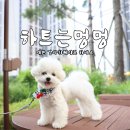 하트는멍멍 - 안양시 만안구 만안로385번길 25-1 | 하트는멍멍