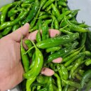 신품종 안매운 오이맛~ 꽈리고추 이미지