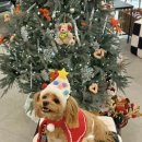 위디위키 이미지