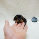 망고베리 이미지