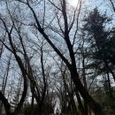 소두방공원 관리사무실 | 서울근교 아이랑 갈만한 곳, 영종도 영종진공원 숲놀이터 벚꽃길 실시간 (4월 5일 기준)