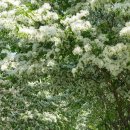 동아그린프라자 개방화장실 | [충북/명소]진천 이팝나무길 5월 꽃구경 명소, 3km 하얀 꽃터널 산책 코스