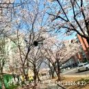 산본로 Daum카페