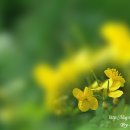 애기똥풀 이미지