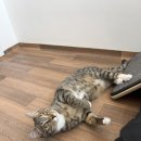 둥이민박