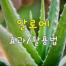 비타민다육 | 알로에 효과 100% 활용법! 피부 관리와 건강 관리 팁