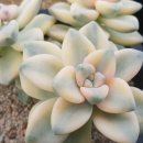 살구미농장 네이버블로그