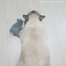 냥아치냥 이미지